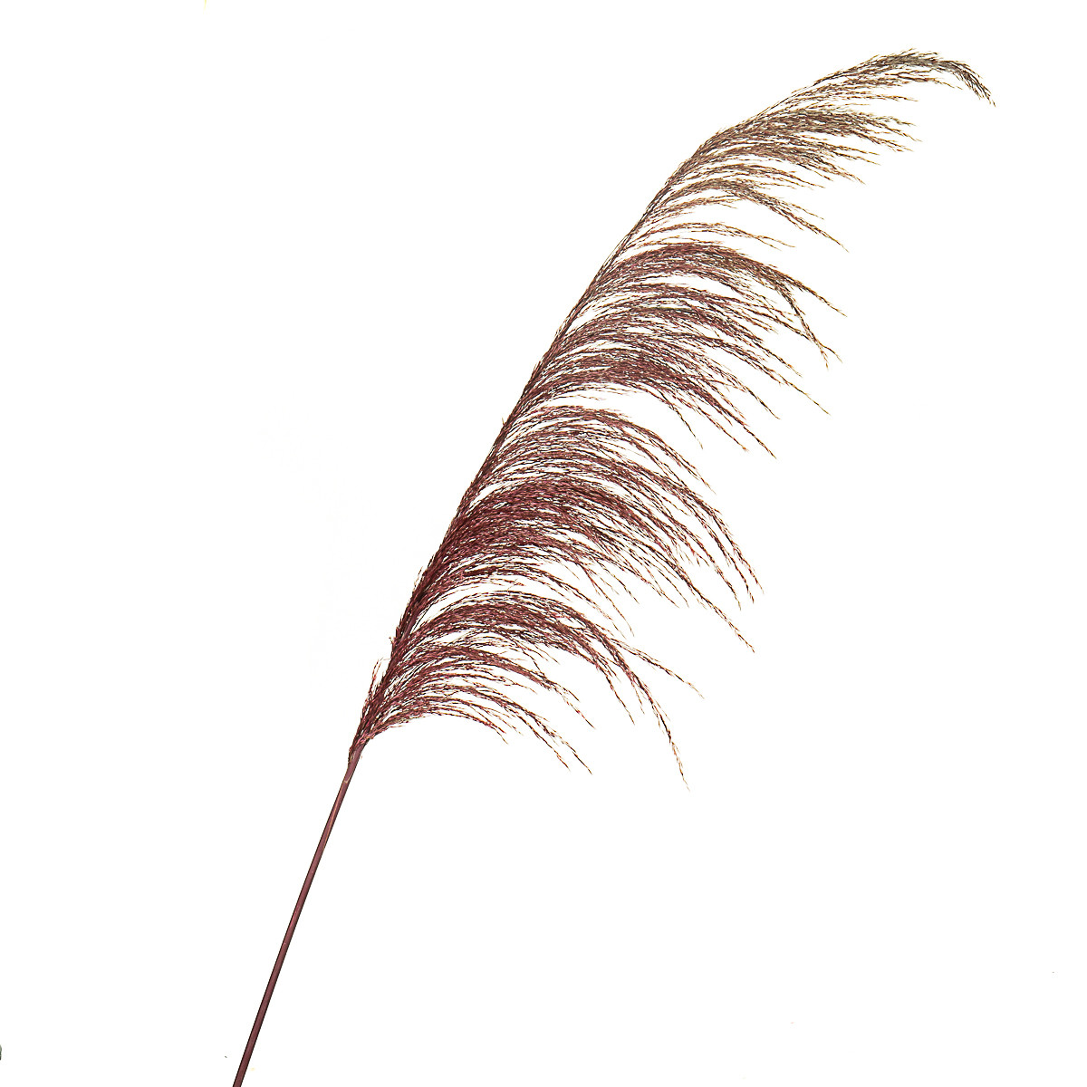 Сухоцвет Камыш, Бордовый 8430-046 1 Шт. — Купить Недорого на Bigl.ua ...