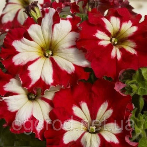 Can Can 10 шт насіння петунії Farao Італія Harlequin Cherry Rose