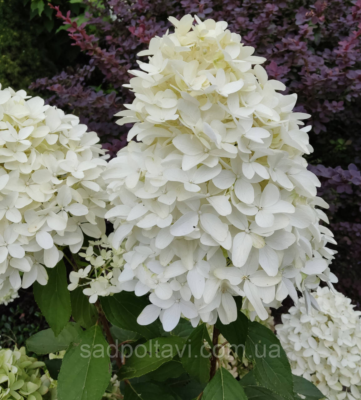 Гортензія Скайфолл (Hydrangea pan. Skyfall)  С8