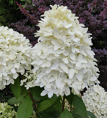 Гортензія Скайфолл (Hydrangea pan. Skyfall)  С8, фото 2