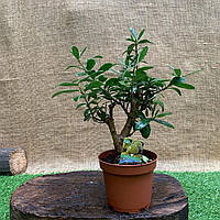 Бонсай Оливкове дерево Rovinsky Garden Olea europaea, висота 20-30 см, об'єм горщика 0,7 л