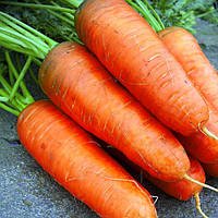 Семена моркови Болтекс  / Boltex  (Clause), 1 грамм — среднепоздний сорт (110-120 дней), тип Шантане