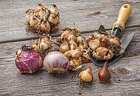 Вирощування лілій у горшковій культурі: Що потрібно знати при оформленні замовлення на цибулини