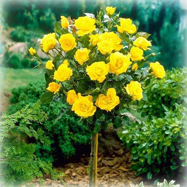 Троянда штамбова Керіо (Kerio), фото 1