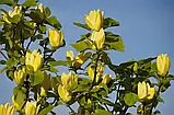 Магнолія Yellow Bird 3 річна, фото 3