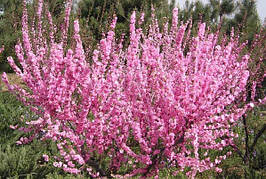 Миндаль цветущий розовый"Луїзіанія Трилопатева”