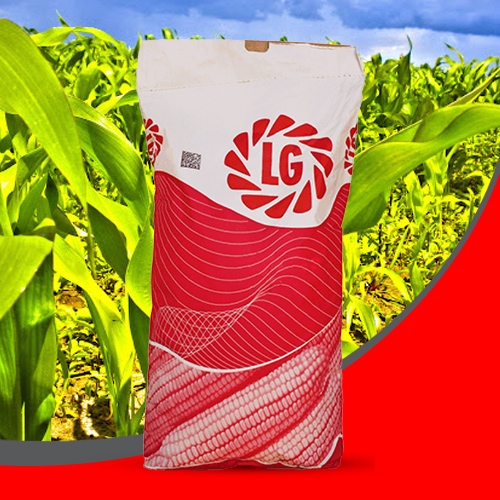 Насіння кукурудзи ЖАКЛІН ( Limagrain ) ФАО – 230