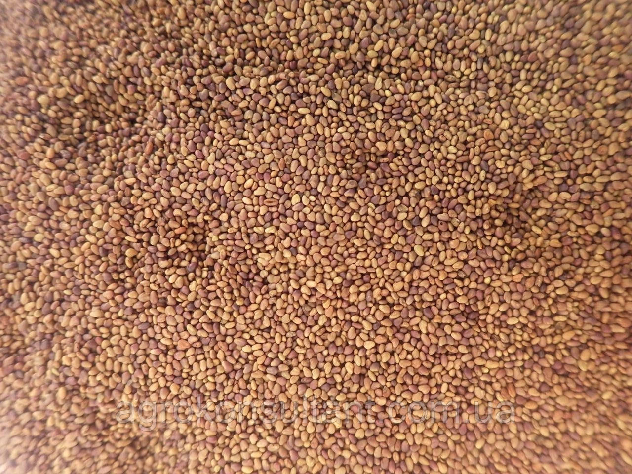 Семена Конюшина / Клевер красный, 1 кг - зеленое удобрение, кормовое и медоносное растение - фото 1 - id-p1706454749