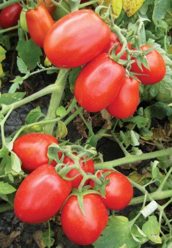 8504 F1 - насіння детермінантного томату, 5000 нас., середньопізній, Heinz Seed