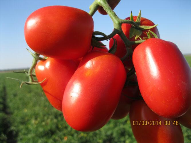 3402 F1 - насіння детермінантного томату, 100000 нас., середньостиглий, Heinz Seed
