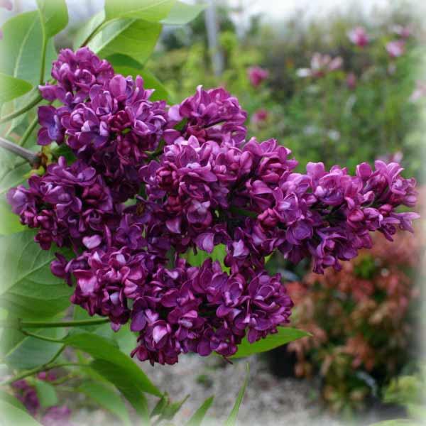 Бузок звичайний Шарль Жолі (Syringa vulgaris Charles Joly), фото 1