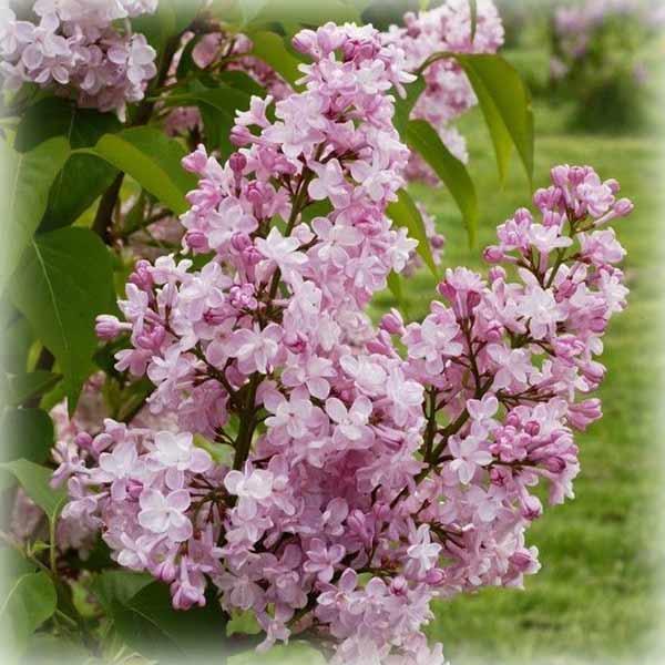 Бузок звичайний Перлина (Zhemchuzhina), фото 1