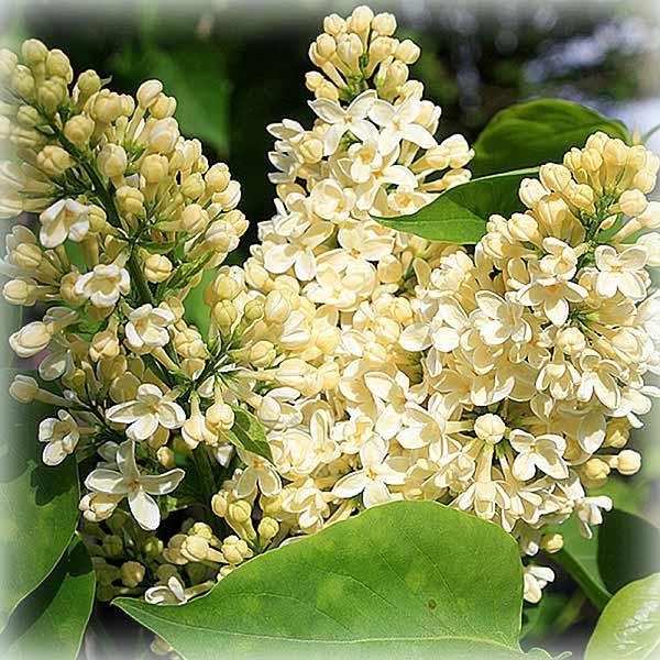 Бузок звичайний Примроуз (Primrose) на штамбі, фото 1