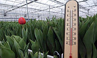 Вирощування тюльпанів у горщиковій культурі: Дуже важливо контролювати температурний режим