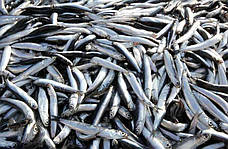 Хамса чорноморська, свіжоморожена ±7кг/брикет