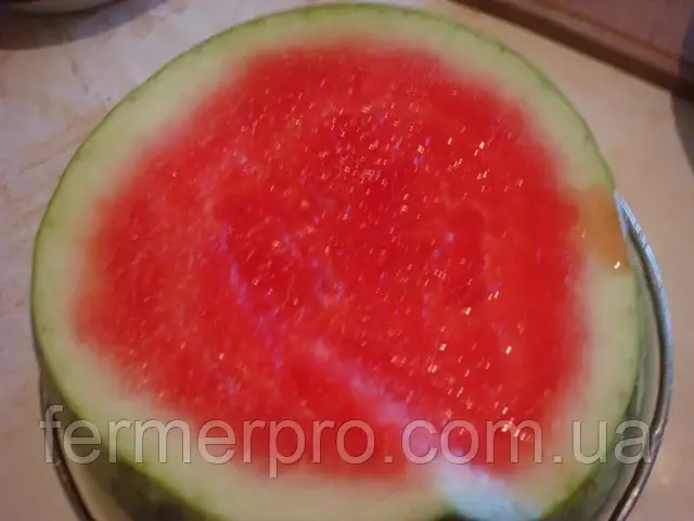 Насіння підвоя Пелопс/Pelops 1000 насіння Rijk Zwaan, фото 1