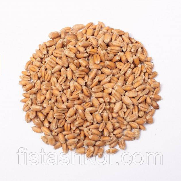 Насіння Пшениці  (очищене для куті)