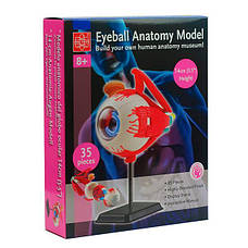 Модель очного яблука Edu-Toys збірна, 14 см (SK007), фото 5