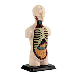 Модель тулуба людини Edu-Toys збірна, 12,7 см (SK008), фото 1