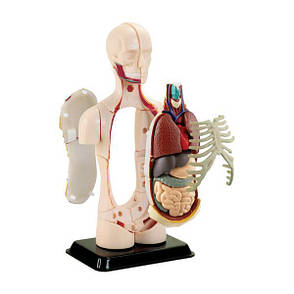 Модель тулуба людини Edu-Toys збірна, 12,7 см (SK008), фото 2