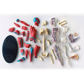 Модель м'язів і скелета людини Edu-Toys збірна, 19 см (SK056), фото 3