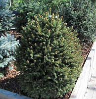 Ялина звичайна Компакта (Picea abies Compacta) (контейнер 10 л.)