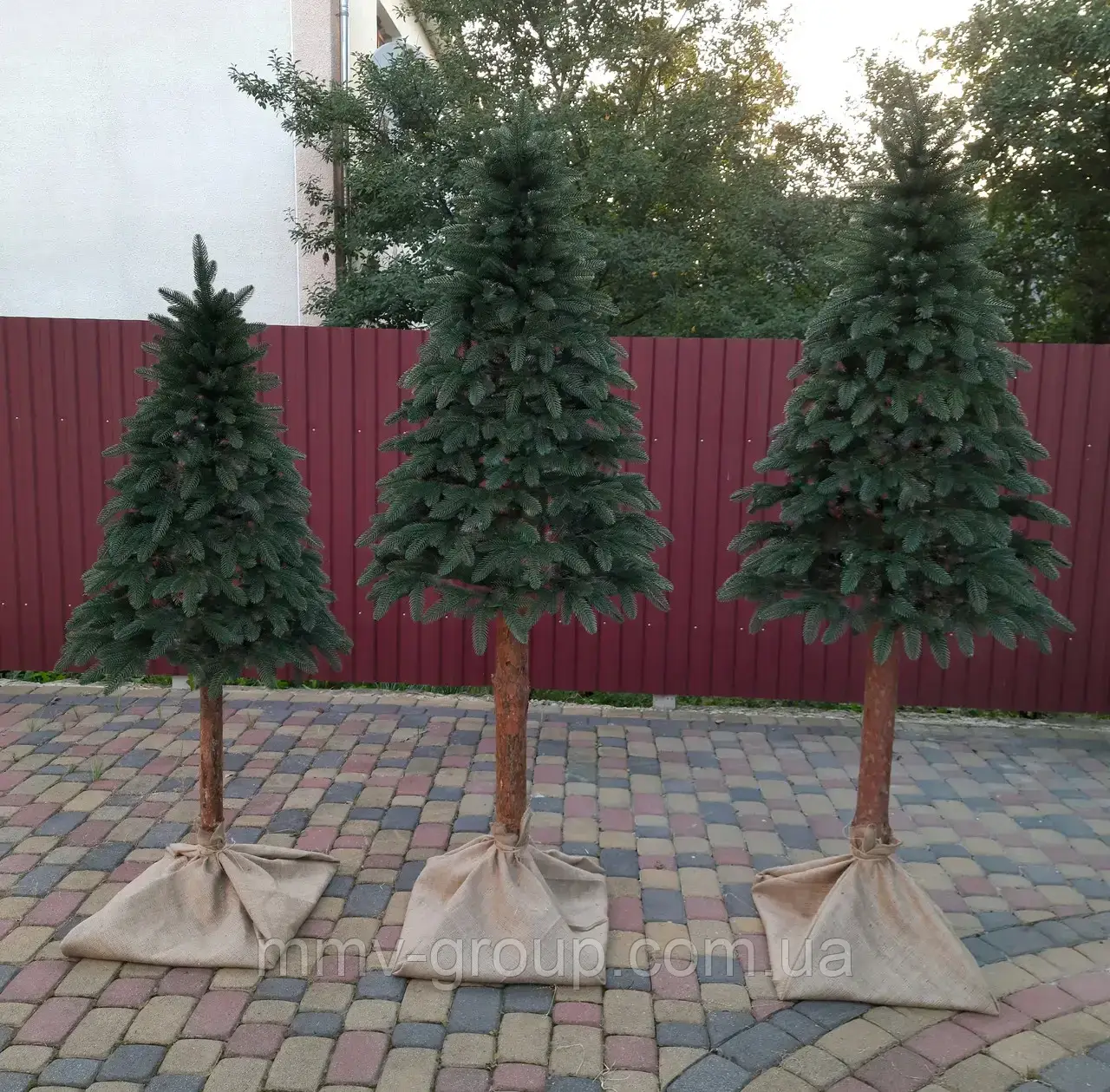 Ялинка лита на пні Тріумф 2.00 м зелена, фото 1