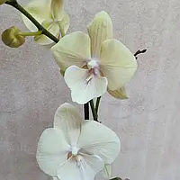 Орхидея Big Lip