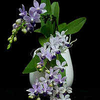 Орхідеї Tzu Chiang Sapphire, горщик 2.5", без квітів.