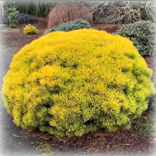 Сосна гірська Вінтерсон (Wintersonne), фото 1