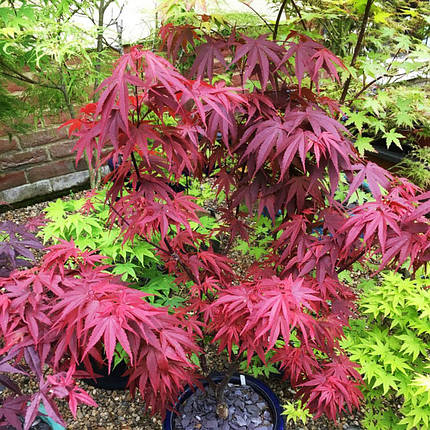 Клен японський Піксі / С5 / h 70-100 /  Acer palmatum Pixie, фото 2