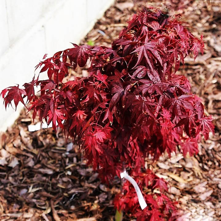 Клен японський Піксі / h 40-60 /  Acer palmatum Pixie