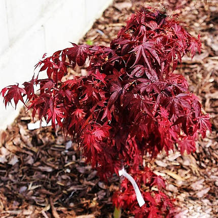 Клен японський Піксі / С5 / h 70-100 /  Acer palmatum Pixie, фото 2