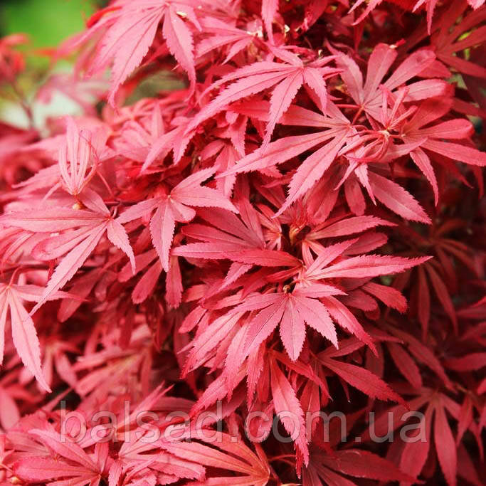 Клен японський Шайна / h 40-60 / Acer palmatum Shaina