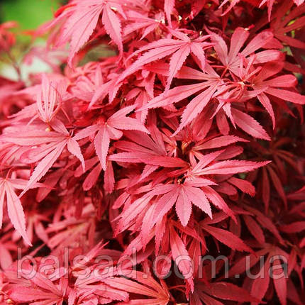 Клен японський Шайна / h 40-60 / Acer palmatum Shaina, фото 1