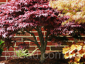 Клен японський Шайна / h 40-60 / Acer palmatum Shaina, фото 5
