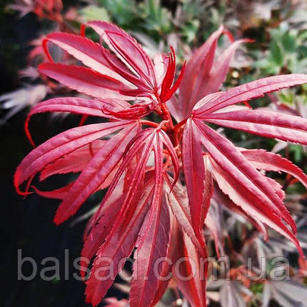 Клен японський Шайна / h 40-60 / Acer palmatum Shaina, фото 3