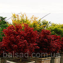 Клен японський Шайна / h 40-60 / Acer palmatum Shaina, фото 4