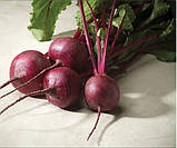 Насіння буряка Кадет 3 г середньостиглий, фото 2