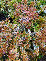 Абелія grandiflora "Kaleidoscope". Абелия крупноцветковая "Калейдоскоп". Abelia grandiflora "Kaleidoscope".