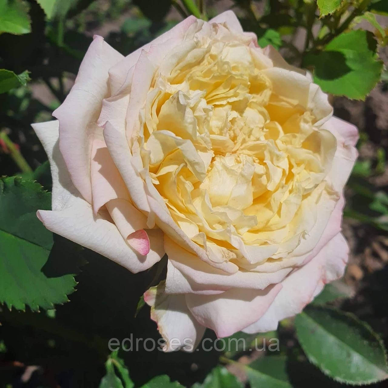 Шапо де Мірей (Chapeau de Mireille), фото 1