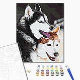 Картина за номерами Хаскі Малювання за номерами Пара собак Картини у цифрах тварини Розмальовка Brushme BS28714, фото 2