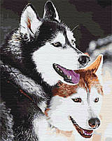 Картина за номерами Хаскі Малювання за номерами Пара собак Картини у цифрах тварини Розмальовка Brushme BS28714