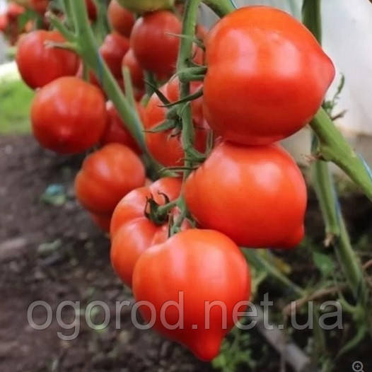 Пеконет F1 насіння томату середньорослого Syngenta Голландія 500 шт