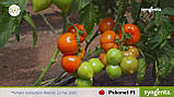 Пеконет F1 насіння томату середньорослого Syngenta Голландія 500 шт, фото 2