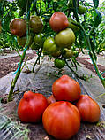 Пеконет F1 насіння томату середньорослого Syngenta Голландія 500 шт, фото 5