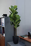 Штучне дерево - Фікус 120 см, в горщику (360405), фото 6