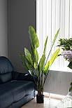 Штучна трава - Стреліція 164 см, в горщику (360436), фото 4