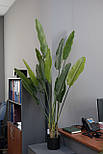 Штучна трава - Стреліція 164 см, в горщику (360436), фото 5