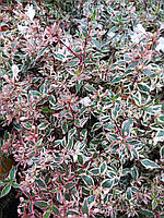 Абелія "Confetti". Abelia grandiflora '"CONFETTI".